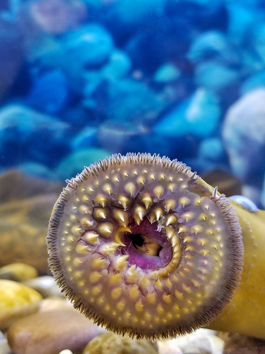 sea lamprey with sucking mouth